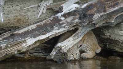 Hide and wait. - Epic Yellowstone