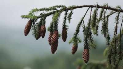 High above, the cones of
lodgepole pine trees require - Yellowstone: One-Fifty