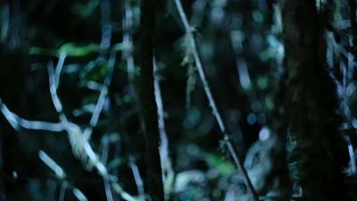 High above, the mouse lemur has found what she's looking for. - Tiny World
