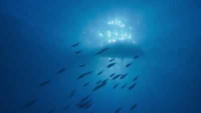 High above, - Blue Planet II