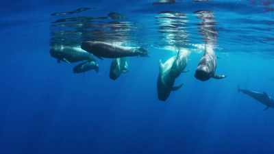 (HIGH-PITCHED WHISTLING) - Blue Planet II