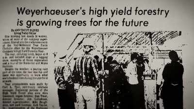High-yield forestry - Trees and Other Entanglements
