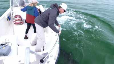 Hij heeft ons geraakt. - Return of the White Shark