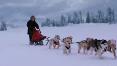 Hike Come on you stupid useless fleabags - Snow Buddies