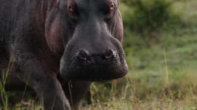 (HIPPO GRUNTING) - Dynasties