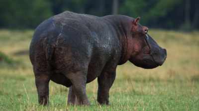 (HIPPO GRUNTING) - Dynasties
