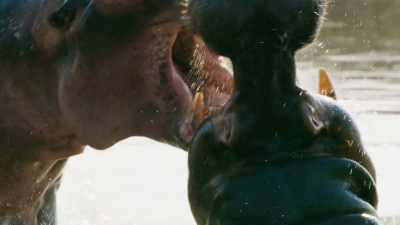 Hippopotamus are highly territorial
and very aggressive... - Seven Worlds, One Planet
