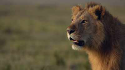 His ally, Tatu,
has heard the commotion. - Dynasties
