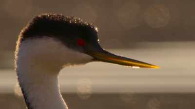 His approach - The Secret Lives of Animals