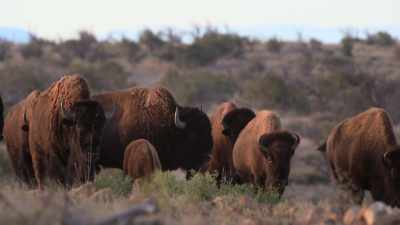 His army killed
and ate 500 bison - The American Buffalo