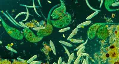His bacteria are joining
your bacteria right now. - Turtles All the Way Down