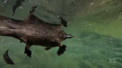 His beaver-like tail stores fat. - David Attenborough's Tasmania