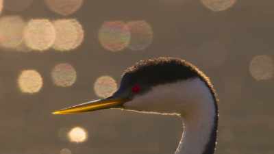 His chances are fading. - The Secret Lives of Animals