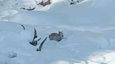 His chances of
surviving the winter - Yellowstone: One-Fifty