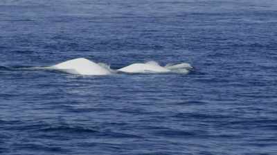 "His closest cousins
could be his saviors." - Secrets of the Whales