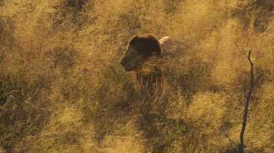 His dark mane and deep call - Surviving Paradise: A Family Tale