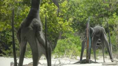 His display must demonstrate
that he has the good genes - Prehistoric Planet