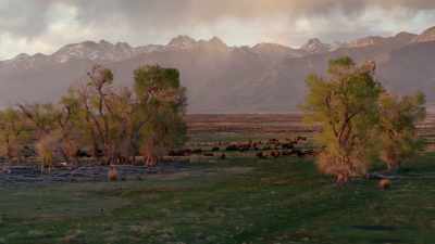 His extravagant expedition - The American Buffalo