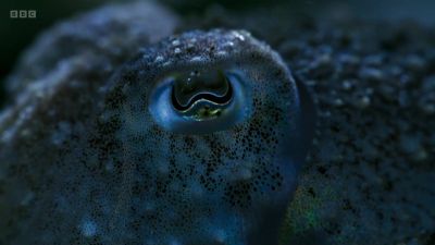 His eyesight is so sensitive that he's able to hunt by moonlight. - Wild Isles