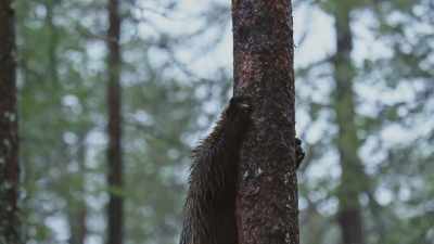 His grip is secure thanks to his
famously long and strong claws. - Wild Nordic