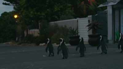 His hunting party can see just fine - Penguin Town