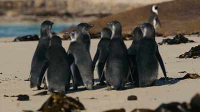 His kids are healthy. - Penguin Town