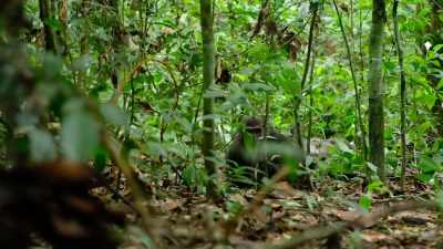 His kind are now critically endangered. - Our Planet