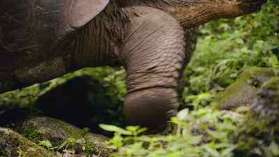 His large size means he
can overcome obstacles - The Secret Lives of Animals