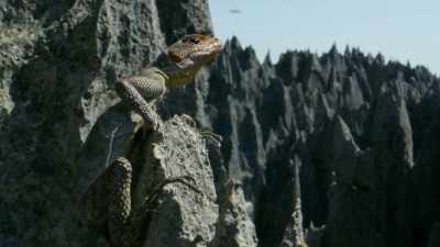 His long digits and claws
help him grip the sheer rock face. - Our Great National Parks