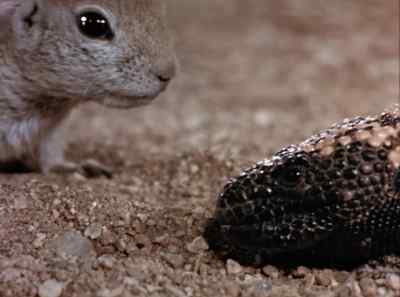 His method of dealing
with gila monsters - The Living Desert