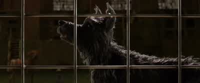 His misery and... - Isle of Dogs