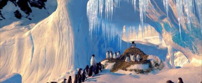 His Mom and Dad met in the usual way - Happy Feet