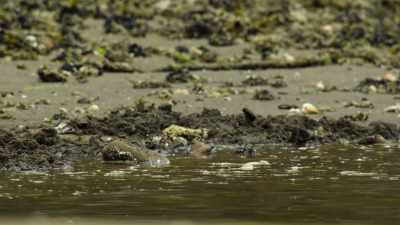His mom isn't giving up
on teaching Spruce to dig for clams. - Wild Babies