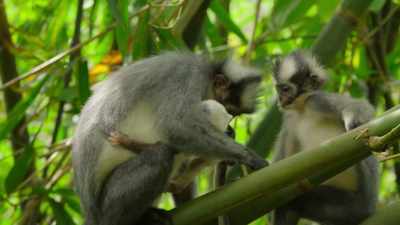 His mother used to carry him everywhere, - Our Great National Parks