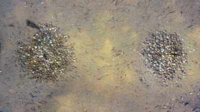 His neighbor has a rather smaller mound. - Our Planet