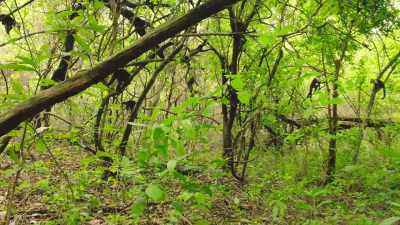 His new friends raise the alarm, - Wild Babies