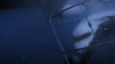 His only chance of survival - Shark Attack Files
