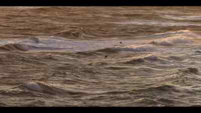 His partner is still far out at sea, - Our Oceans
