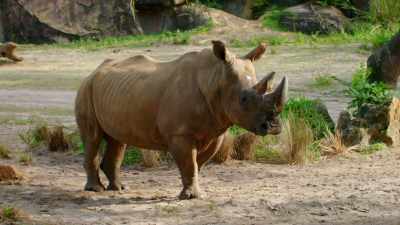 His personality with the keepers. - Magic of Disney's Animal Kingdom
