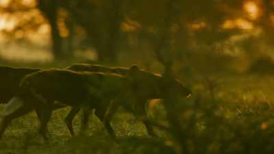 His pups won't go hungry, - Serengeti