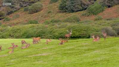 His roar resonates far and wide. - Wales: Land of the Wild