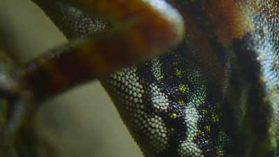 His special
water-repellent scales - The Secret Lives of Animals