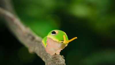 His very own imitation forked tongue... - The Secret Lives of Animals