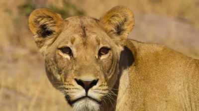 His weakness puts the lioness at risk. - Surviving Paradise: A Family Tale