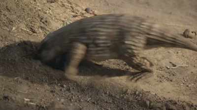 [hisses] - Prehistoric Planet
