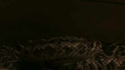 (HISSES) - Alabama Snake