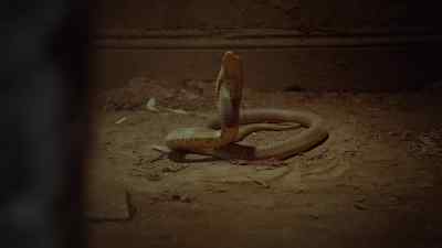 (HISSING) - Strike Back