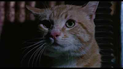 (hissing) - Eye of the Cat
