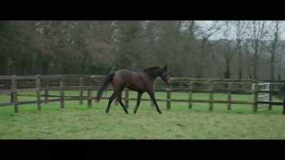 Historically, the horses have
always gone back to the stud - Horsepower