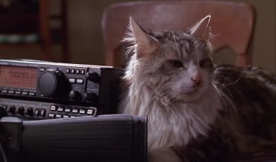 Hit the road - That Darn Cat